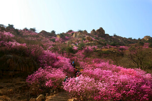 漫山遍野的绚烂粉色花朵