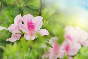 娇艳粉色杜鹃花绽放