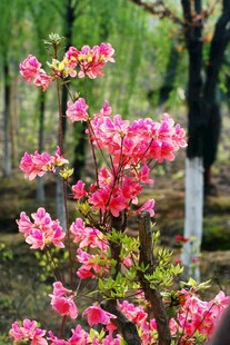 春日绽放的娇艳粉色花朵