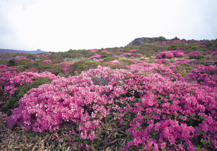 漫山遍野的绚烂粉色花朵