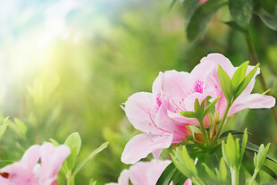 粉色娇艳花朵绽放绿意间