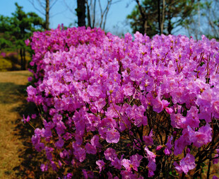 烂漫紫杜鹃花海