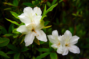 两朵洁白绽放的美丽花朵