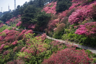 山间烂漫杜鹃花海小径