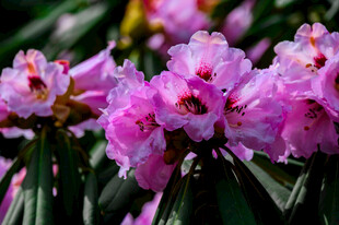 娇艳粉色杜鹃花绽放