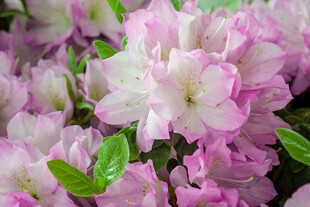 娇艳粉色杜鹃花绽放