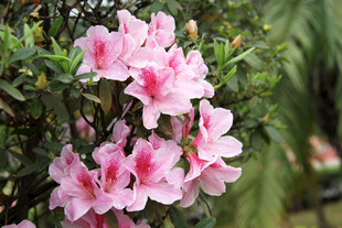 娇艳粉色杜鹃花绽放