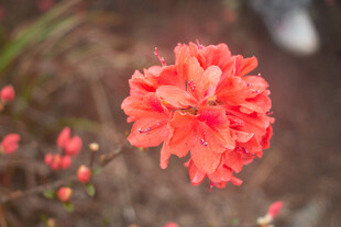 艳丽盛开的红色杜鹃花