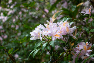 粉色繁花绽放于绿叶间