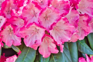 娇艳粉色杜鹃花绽放