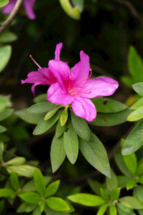 娇艳盛开的粉色杜鹃花