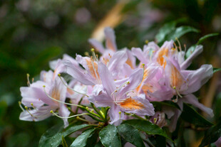 淡紫色杜鹃花绽放