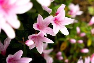 娇艳粉色花朵绽放