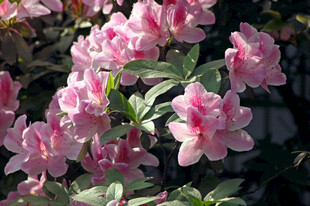 娇艳粉色花卉绽放