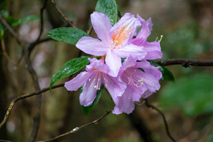 娇艳绽放的粉色杜鹃花