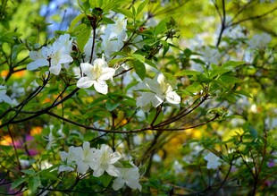 枝头绽放的洁白花朵