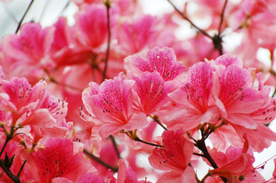 娇艳盛开的粉色杜鹃花