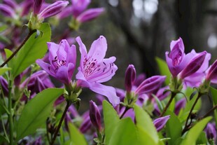 绽放的紫色美丽花朵
