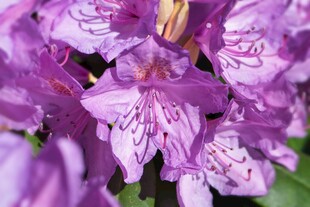 紫色美丽花卉特写