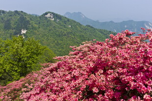 山间绚烂盛开的粉色花丛