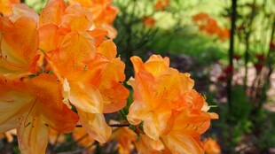 橙色杜鹃花绽放美景