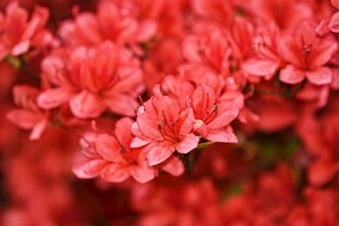 娇艳盛开的粉红色杜鹃花