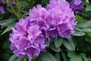 紫色杜鹃花绽放
