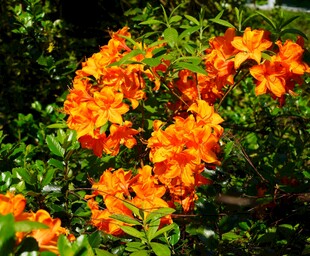 鲜艳橙花绽放绿叶间