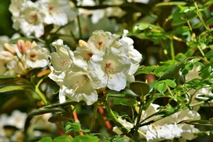 白色杜鹃花绽放绿意间