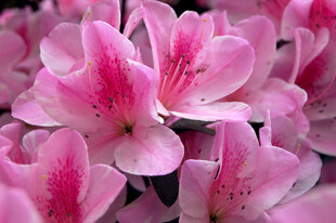 娇艳粉色杜鹃花绽放