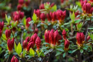 鲜艳红杜鹃绽放绿叶间