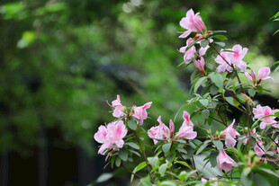 粉色蔷薇绽放绿意间