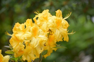 金黄杜鹃花绽放