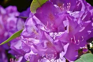 紫色烂漫杜鹃花