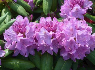 美丽紫杜鹃绽放