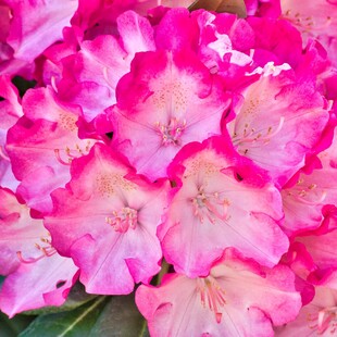 娇艳粉色杜鹃花绽放