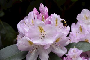 粉艳杜鹃花绽放