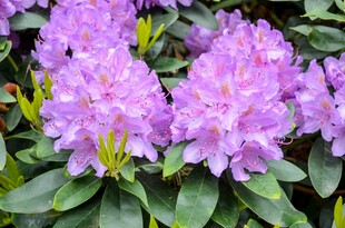美丽紫色杜鹃花绽放