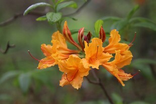 橙色杜鹃花绽放