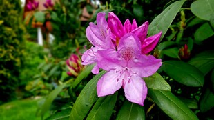 娇艳粉色杜鹃花