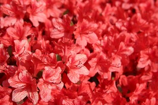 鲜艳红杜鹃绽放