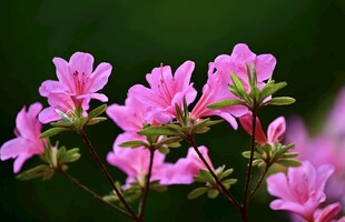 娇艳粉色杜鹃花绽放