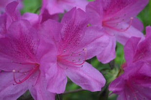 娇艳盛开的粉色杜鹃花