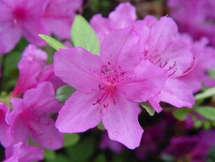 娇艳粉色杜鹃花绽放