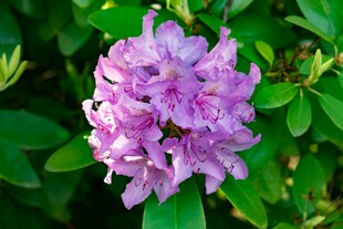 美丽紫色杜鹃花绽放