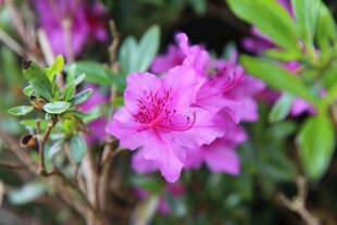 娇艳盛开的紫色杜鹃花