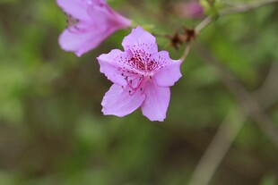 两朵娇艳紫花绽放