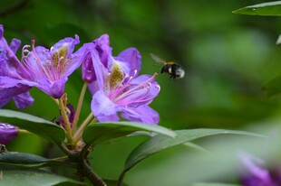 紫色花朵旁飞舞的小蜂