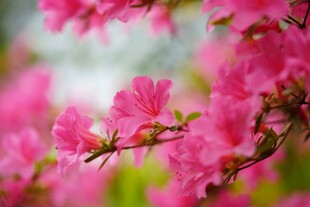 娇艳盛开的粉色杜鹃花