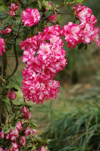 娇艳盛开的粉色花卉